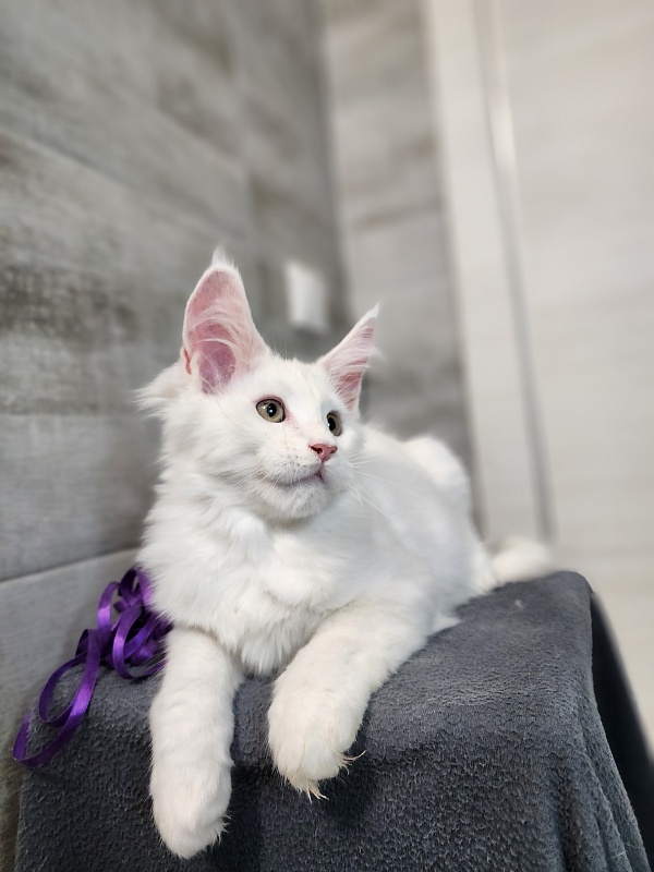 Omel Cat  Akbars ( PET) - Kitten maine-coon 2 months 2.5 weeks