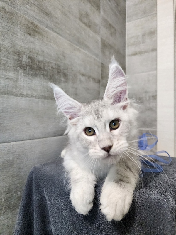 Oliver Cat   Akbars - Kitten maine-coon 2 months 2.5 weeks
