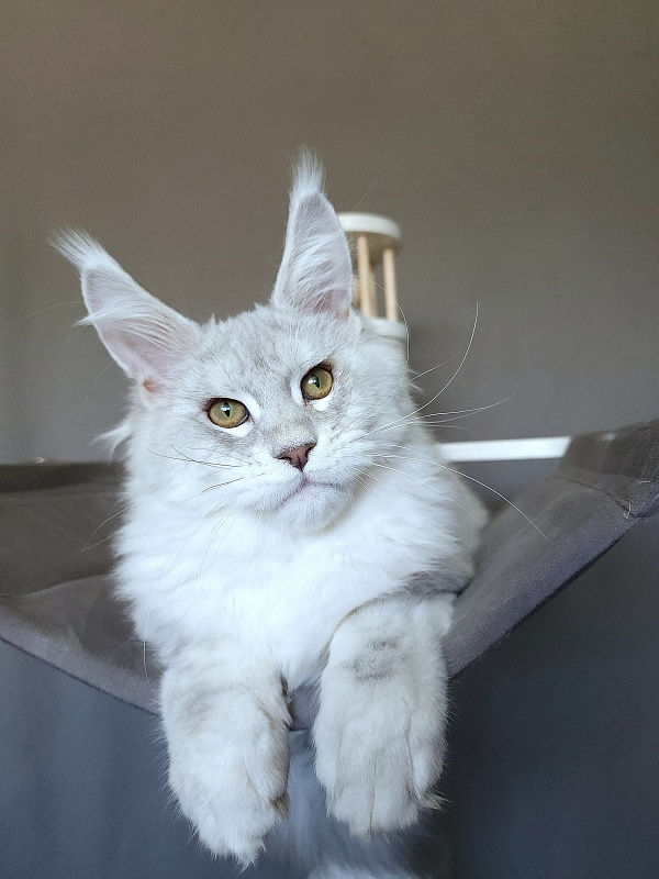 Oliver Cat   Akbars - Kitten maine-coon 4 months