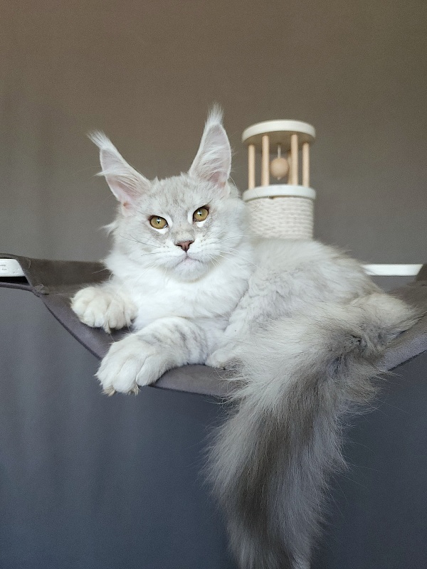 Oliver Cat   Akbars - Kitten maine-coon 4 months