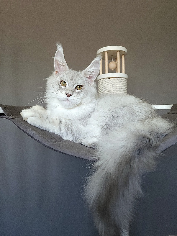 Oliver Cat   Akbars - Kitten maine-coon 4 months