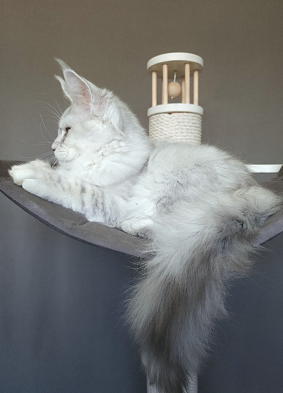 Oliver Cat   Akbars - Kitten maine-coon 4 months