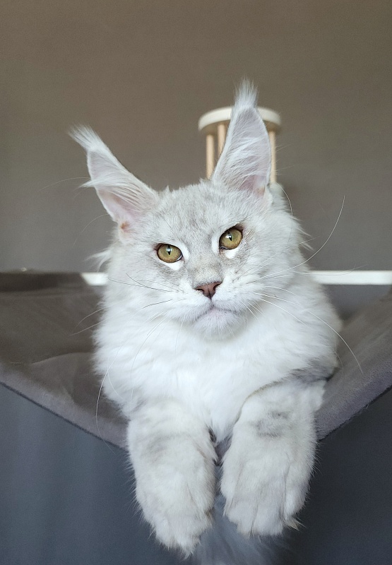 Oliver Cat   Akbars - Kitten maine-coon 4 months