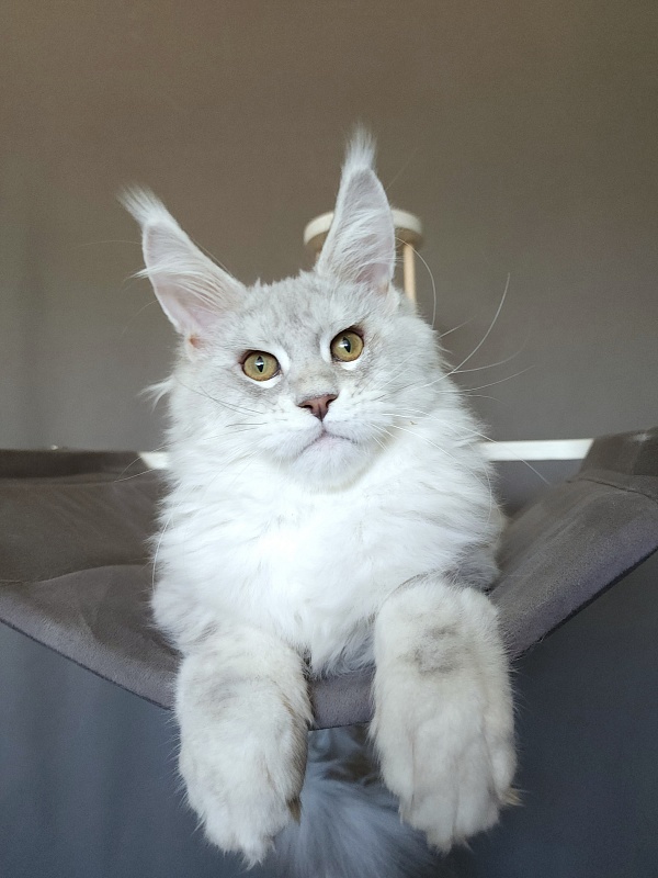 Oliver Cat   Akbars - Kitten maine-coon 4 months