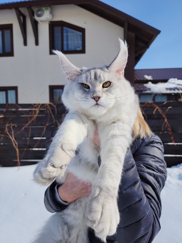 Oliver Cat   Akbars - Junior maine-coon 7 months 1 week