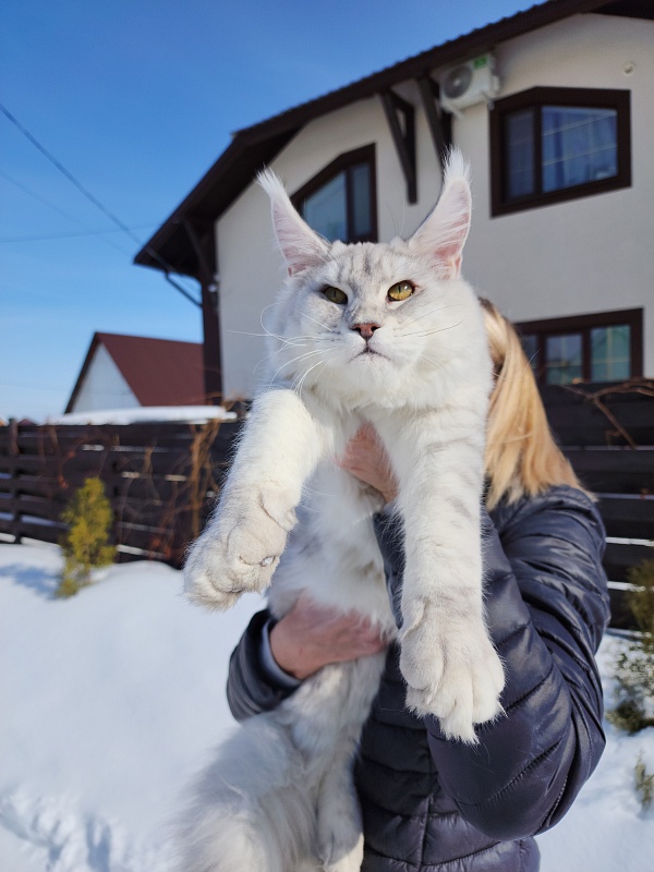 Oliver Cat   Akbars - Junior maine-coon 7 months 1 week