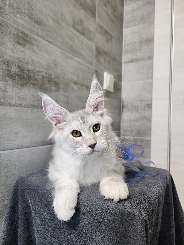 Oliver Cat   Akbars - Kitten maine-coon 2 months 2.5 weeks