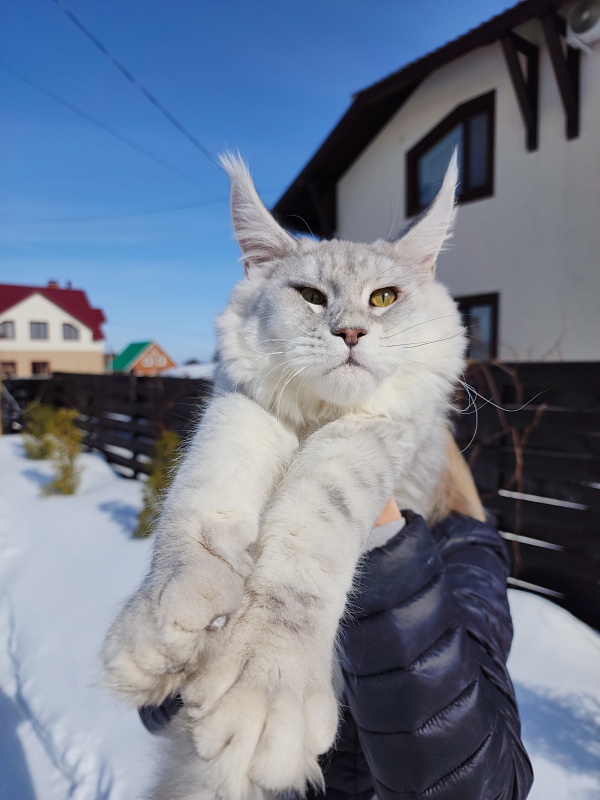 Oliver Cat   Akbars - Junior maine-coon 7 months 1 week