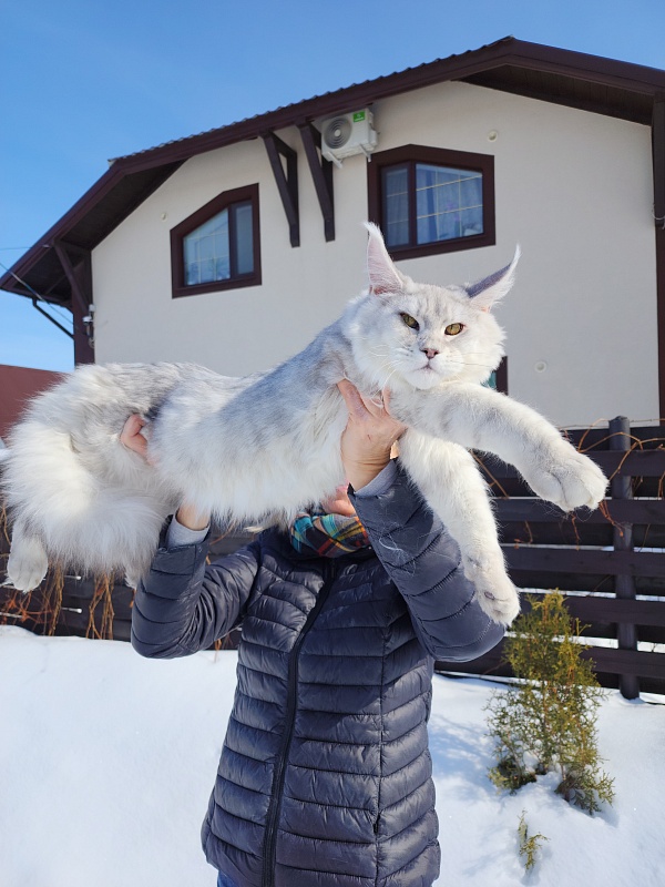 Oliver Cat   Akbars - Junior maine-coon 7 months 1 week