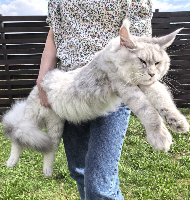 Oliver Cat   Akbars - Junior maine-coon 9 months