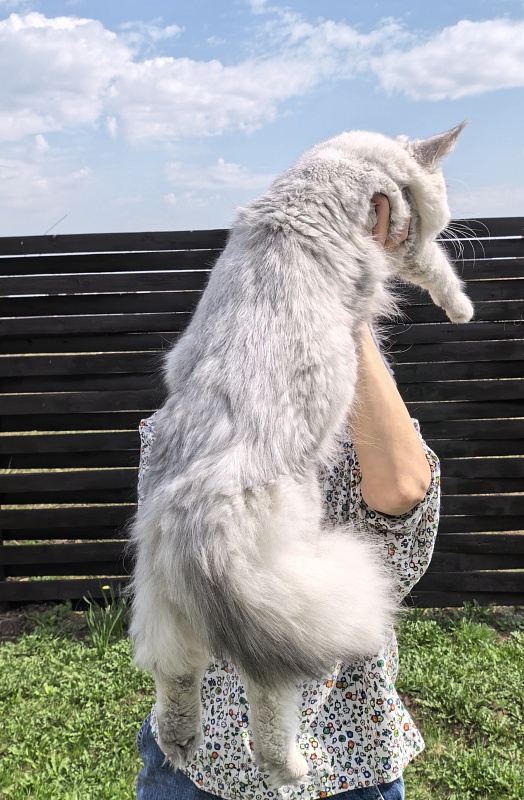 Oliver Cat   Akbars - Junior maine-coon 9 months