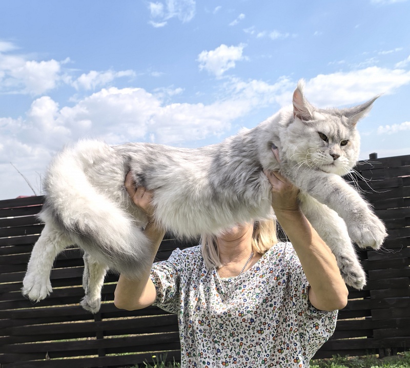 Oliver Cat   Akbars - Junior maine-coon 9 months