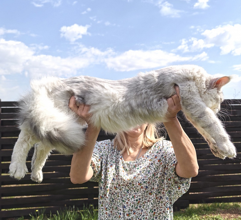 Oliver Cat   Akbars - Junior maine-coon 9 months