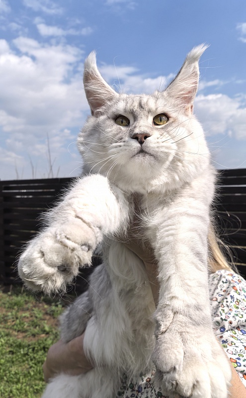 Oliver Cat   Akbars - Junior maine-coon 9 months