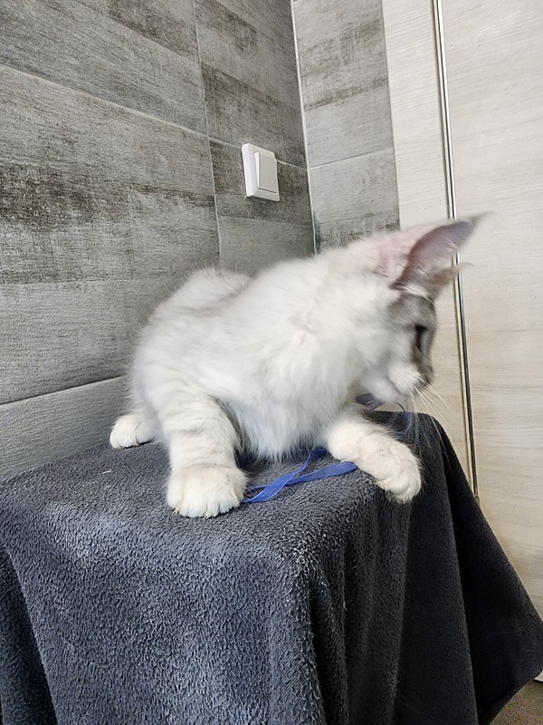 Oliver Cat   Akbars - Kitten maine-coon 2 months 2.5 weeks