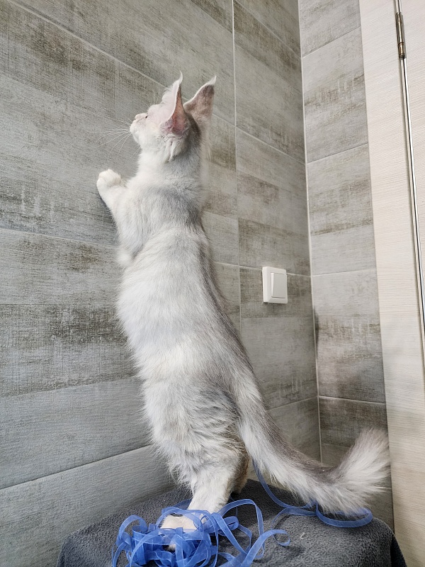 Oliver Cat   Akbars - Kitten maine-coon 2 months 2.5 weeks