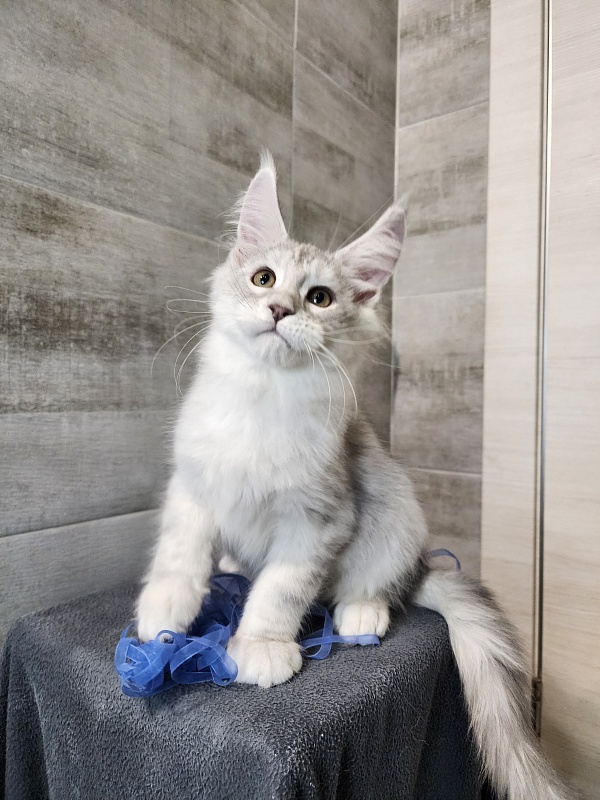 Oliver Cat   Akbars - Kitten maine-coon 2 months 2.5 weeks