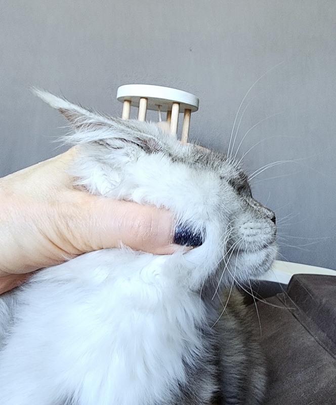 Oliver Cat   Akbars - Kitten maine-coon 4 months