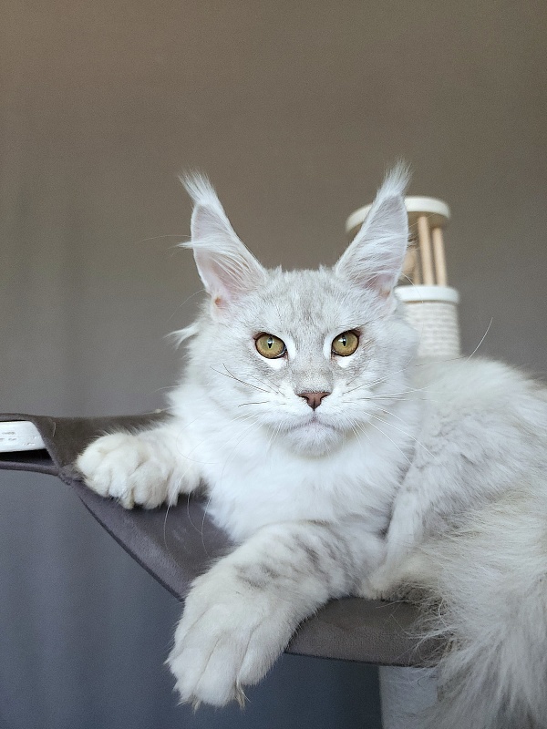 Oliver Cat   Akbars - Kitten maine-coon 4 months