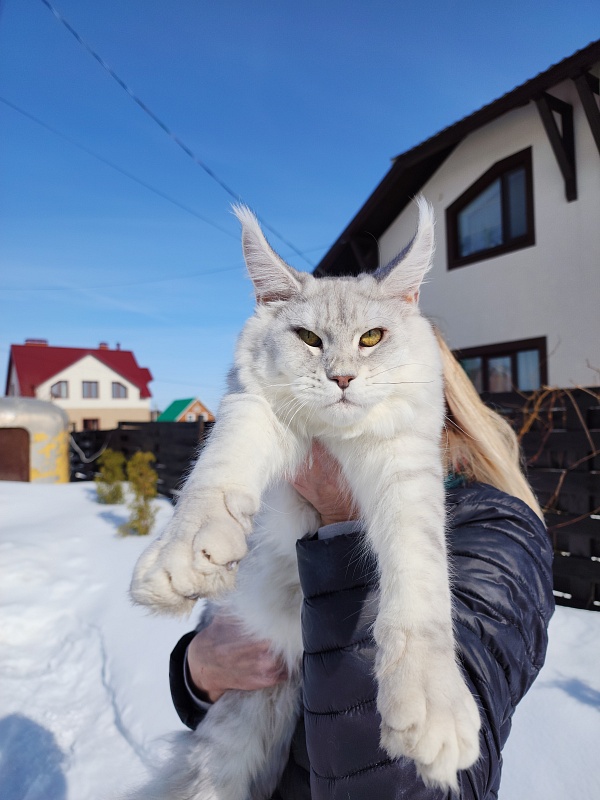 Oliver Cat   Akbars - Junior maine-coon 7 months 1 week