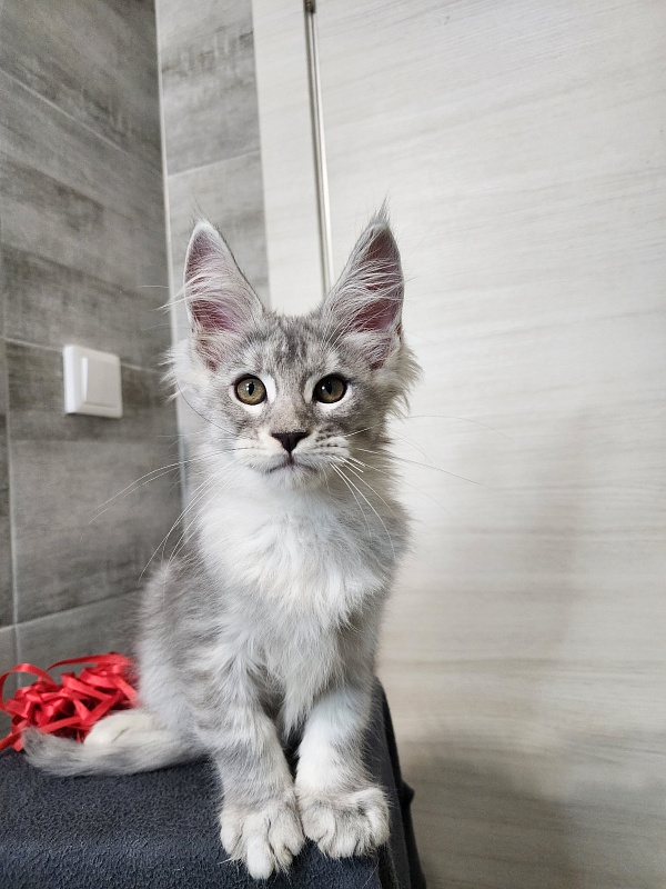 Ofel Cat Akbars - Kitten maine-coon 2 months 2.5 weeks