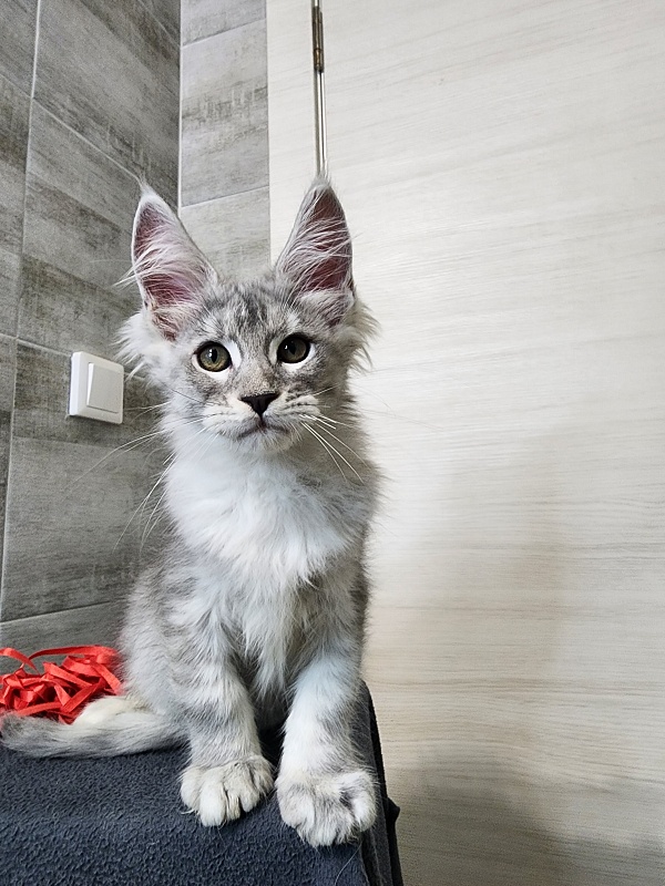 Ofel Cat Akbars - Kitten maine-coon 2 months 2.5 weeks