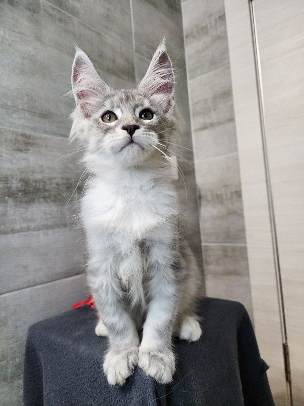 Ofel Cat Akbars - Kitten maine-coon 2 months 2.5 weeks