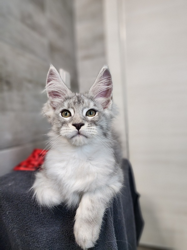 Ofel Cat Akbars - Kitten maine-coon 2 months 2.5 weeks