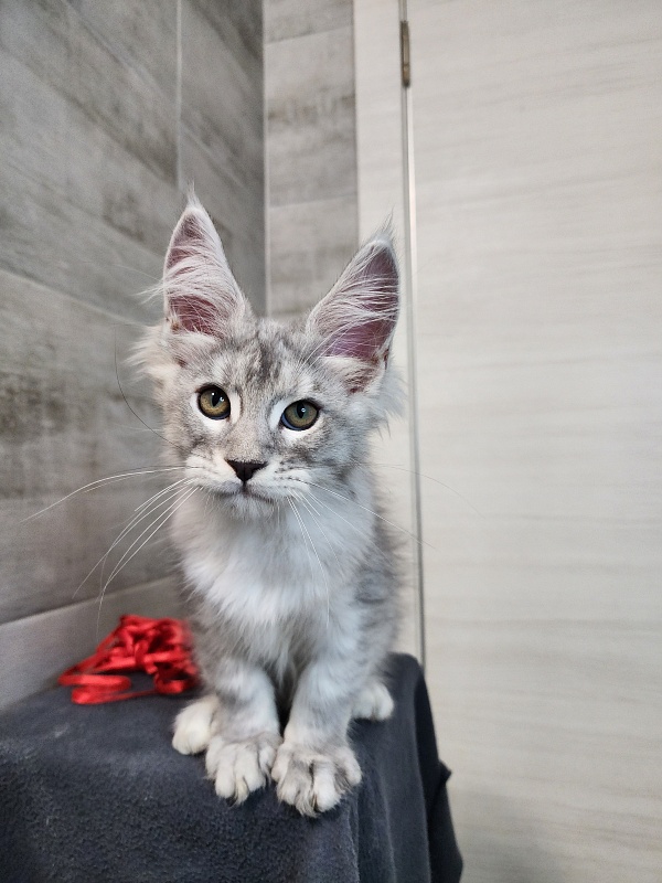Ofel Cat Akbars - Kitten maine-coon 2 months 2.5 weeks