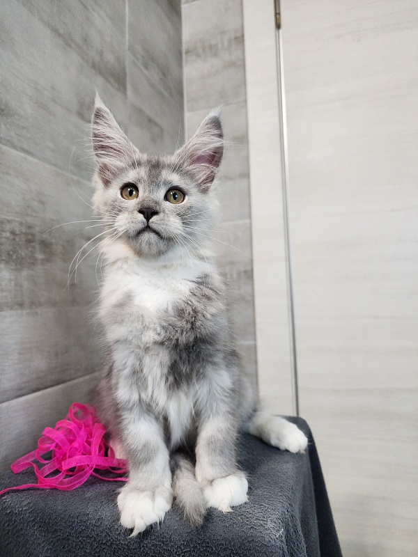 Omega Cat Akbars - Kitten maine-coon 2 months 2.5 weeks