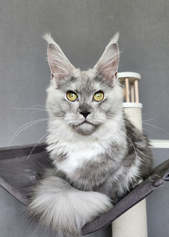 Omega Cat Akbars - Kitten maine-coon 6 months 1.5 week