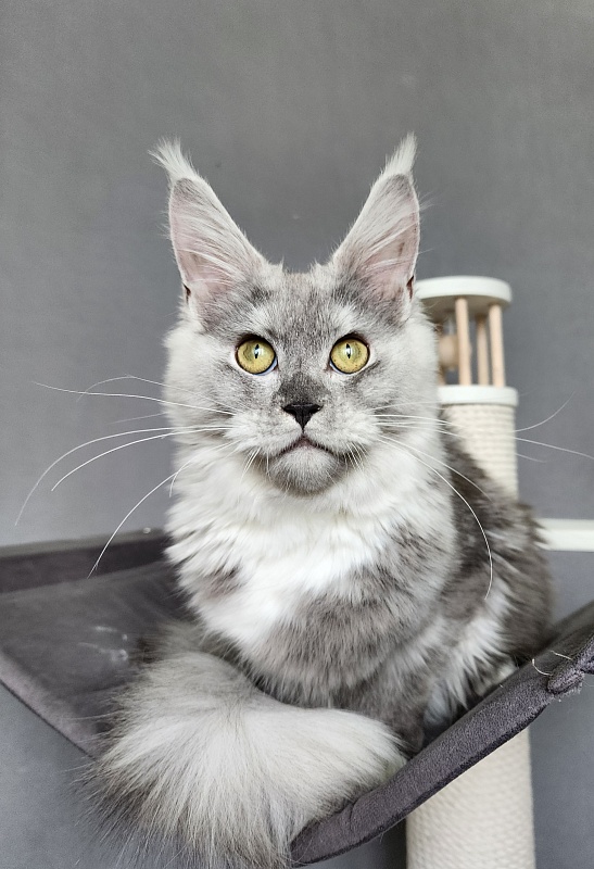 Omega Cat Akbars - Kitten maine-coon 6 months 1.5 week