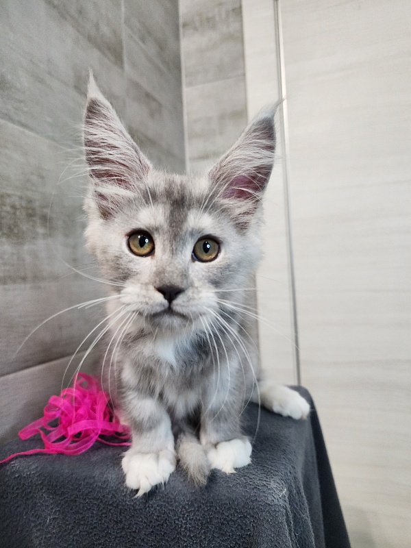 Omega Cat Akbars - Kitten maine-coon 2 months 2.5 weeks