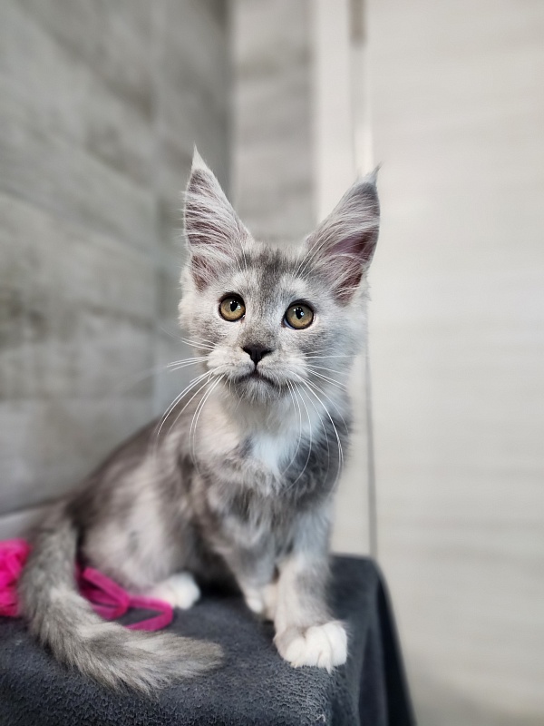 Omega Cat Akbars - Kitten maine-coon 2 months 2.5 weeks