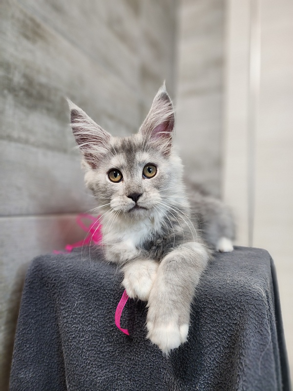 Omega Cat Akbars - Kitten maine-coon 2 months 2.5 weeks