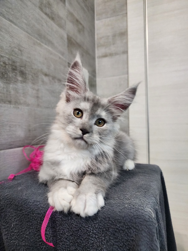 Omega Cat Akbars - Kitten maine-coon 2 months 2.5 weeks