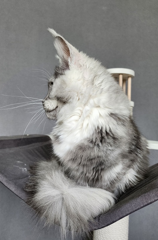 Omega Cat Akbars - Kitten maine-coon 6 months 1.5 week