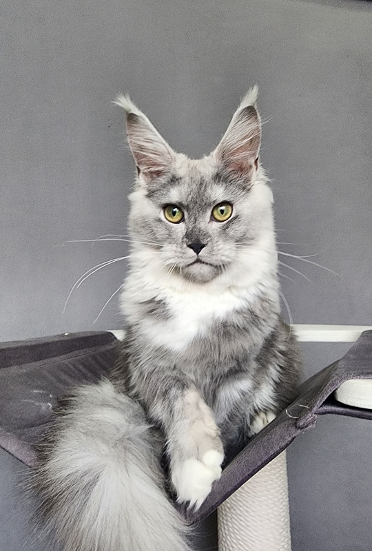 Omega Cat Akbars - Kitten maine-coon 6 months 1.5 week