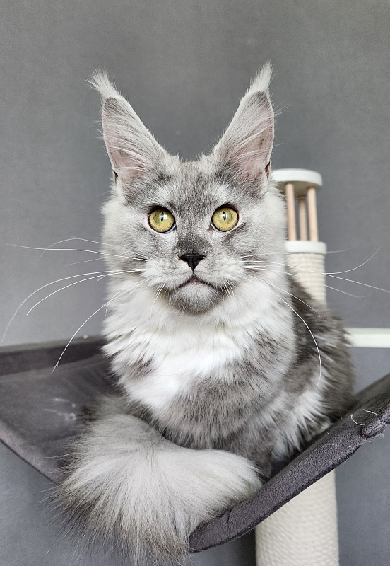 Omega Cat Akbars - Kitten maine-coon 6 months 1.5 week