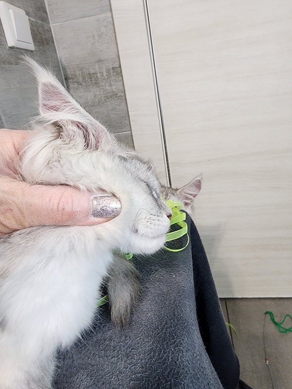 Olsey Cat  Akbars - Kitten maine-coon 2 months 2.5 weeks