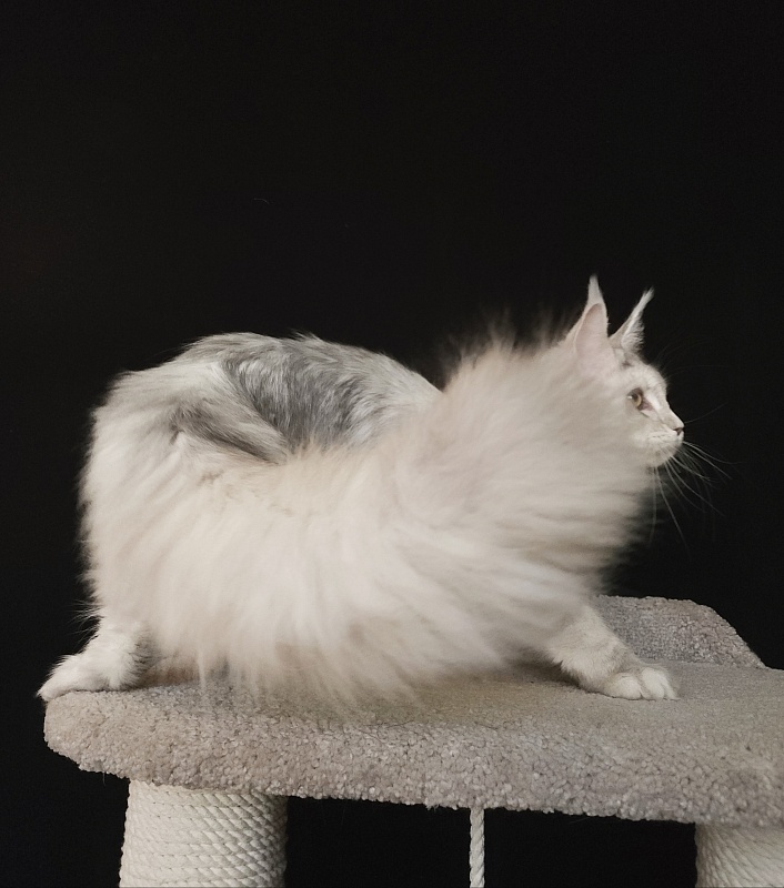 Olsey Cat  Akbars - Junior maine-coon 7 months 2.5 weeks