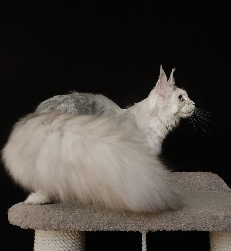 Olsey Cat  Akbars - Junior maine-coon 7 months 2.5 weeks