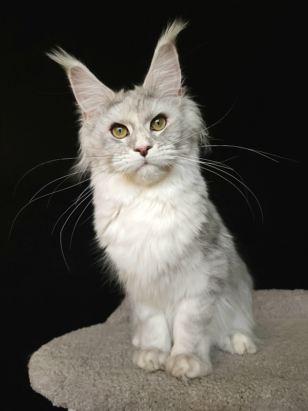 Olsey Cat  Akbars - Junior maine-coon 7 months 2.5 weeks