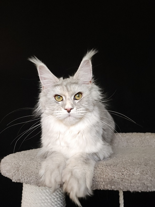 Olsey Cat  Akbars - Junior maine-coon 7 months 2.5 weeks