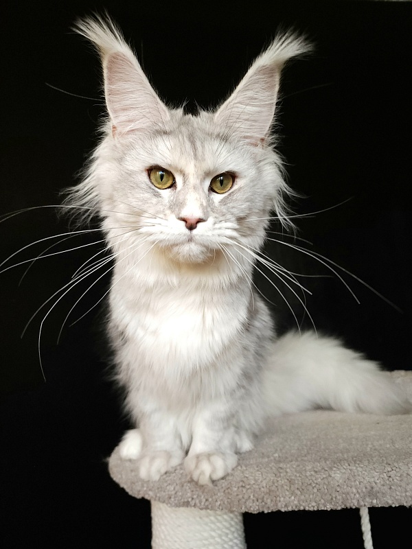 Olsey Cat  Akbars - Junior maine-coon 7 months 2.5 weeks