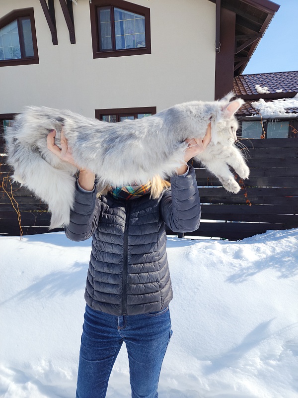 Olsey Cat  Akbars - Junior maine-coon 7 months 1.5 week