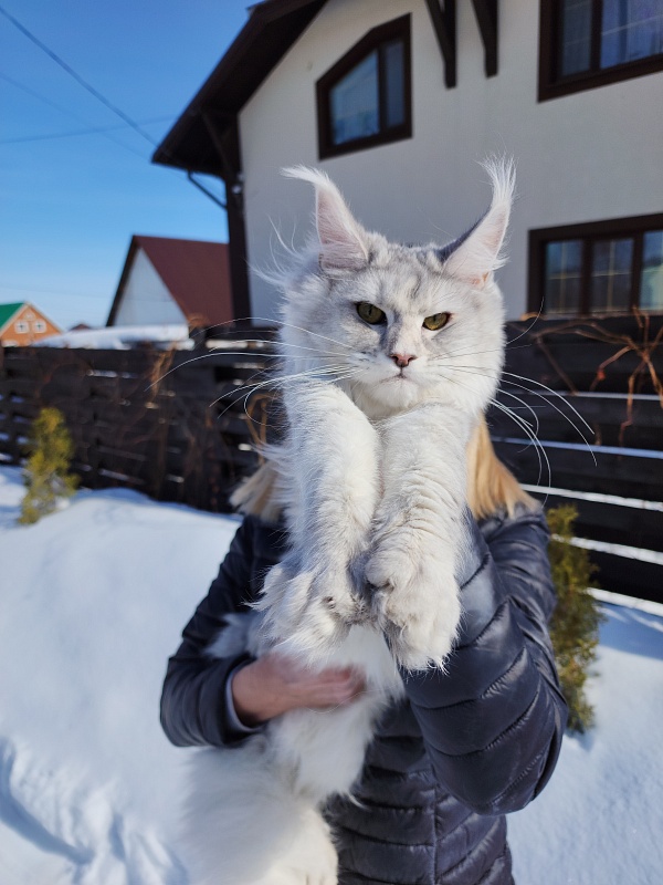 Olsey Cat  Akbars - Junior maine-coon 7 months 1.5 week