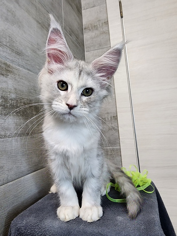 Olsey Cat  Akbars - Kitten maine-coon 2 months 2.5 weeks