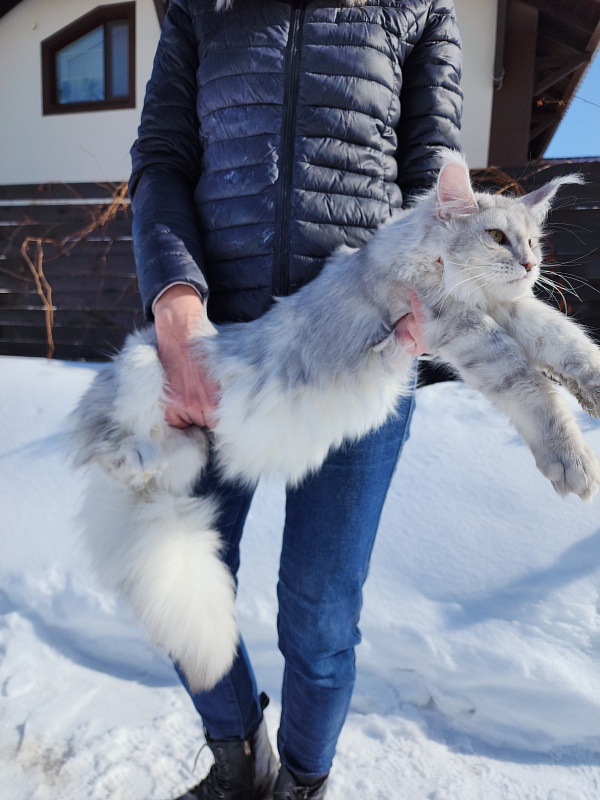 Olsey Cat  Akbars - Junior maine-coon 7.5 months