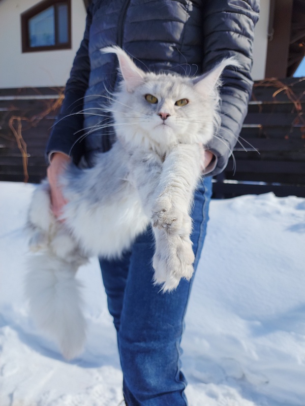 Olsey Cat  Akbars - Junior maine-coon 7.5 months